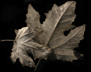 autumn leaves on black background