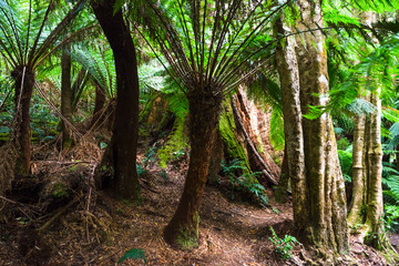 Naklejka premium Rainforest at Melba Gully State Park in Victoria, Australia. 