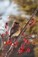 Fluffed up Cedar waxwing in berry tree in winter