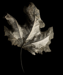 autumn leaf on black