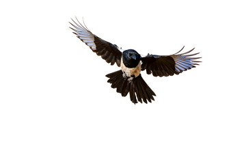 Isolated bird. White background. Bird: Eurasian Magpie. Pica pica.