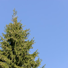 Spruce tree with a lot of cones against a blue sky.