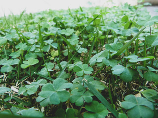 Obraz premium clovers in the garden