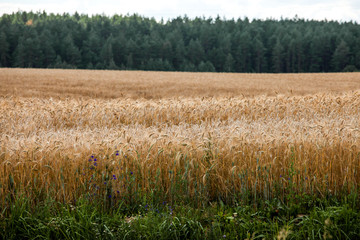 Ripe wheat in the field.