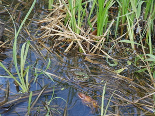reeds in the water