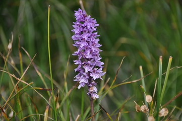 orchidea presto-porpora - orchidea di montagna