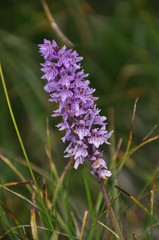 orchidea presto-porpora - orchidea di montagna