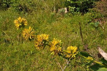 Genziana alpina fiore giallo - Gentiana lutea