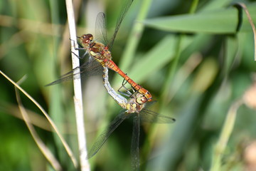 Common Darter is one of the most abundant European dragonflies. The male typically vivid red colour the female turns yellowish brown It is found in wetland habitats prefers to breed in ponds and lakes