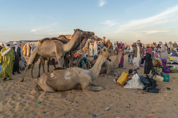 Men and tethered camels at a camel market, Faya, Chad