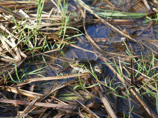 frog in the water of the river. Among the water grass