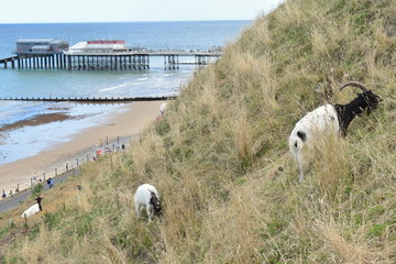 Bagot is Britain’s oldest breed of goat and unlike others that favour mountains it developed in...
