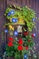 Fototapeta na wymiar Colorful flowers in a window box display