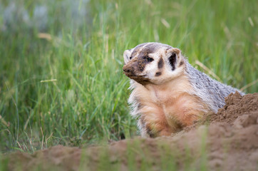 Badger