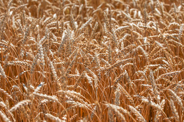 Ripe wheat in the field.
