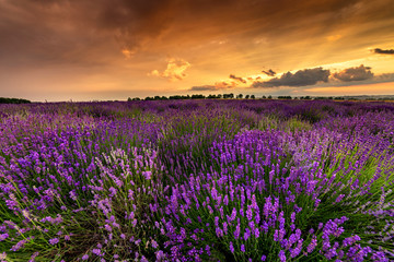 Plakat Beautiful lavender field sunset landscape