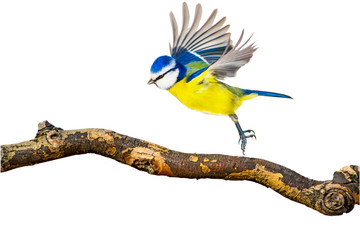 Isolated bird. White background. Eurasian Blue Tit.