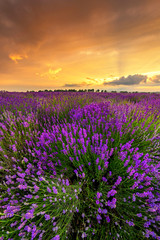 Obraz premium Beautiful lavender field sunset landscape