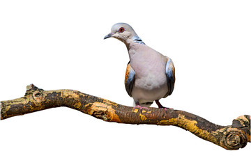 Turtle Dove. Isolated bird. White background. Bird: European Turtle Dove. 