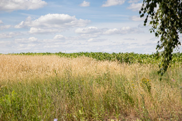 Wheat and corn grow in the same field.