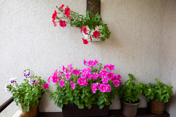Fototapeta na wymiar Homemade beautiful Petunia flowers in summer.