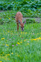 Fototapeta premium White-tailed fawn eating in field of wildflowers