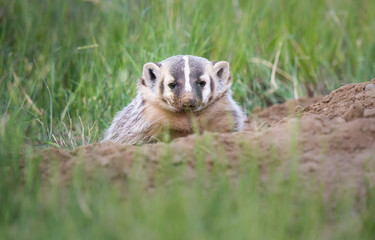 Badger