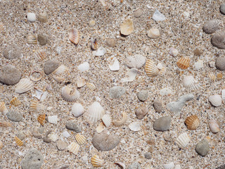 Top view of seashells on the sand on a sunny day. Natural background of marine nature. Sea vacation concept. Copy space. Flat lay.