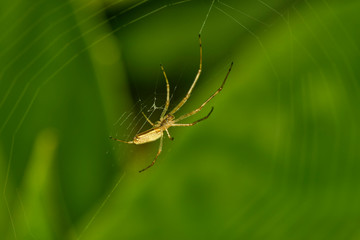 Spider with cobwebs while hunting close-up outdoors