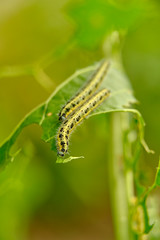 Two voracious yellow-green shaggy with black dots caterpillar destroy fresh foliage. Pests threaten the garden site.