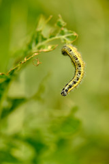 Yellow-green shaggy with black dots caterpillar destroys fresh foliage. Pests threaten the garden site.