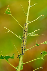 The green shaggy caterpillar destroys fresh foliage. Pests threaten the garden site.