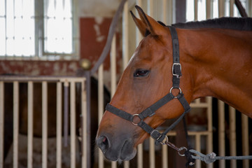 Fototapeta premium Profile of a beautiful red horse standing in the stable