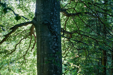 trees in the forest
