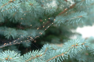 Cobweb on a coniferous tree in the garden