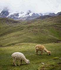 alpaca in the mountains