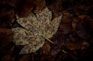 texture naturale di foglie
