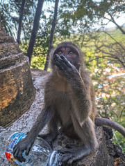 Cute macaque in thailand