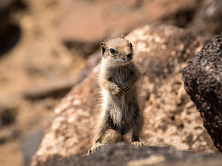 Jandia auf Fuerteventura