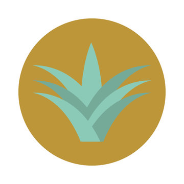 recommend clip art: aloe vera plant nature block and flat icon white background