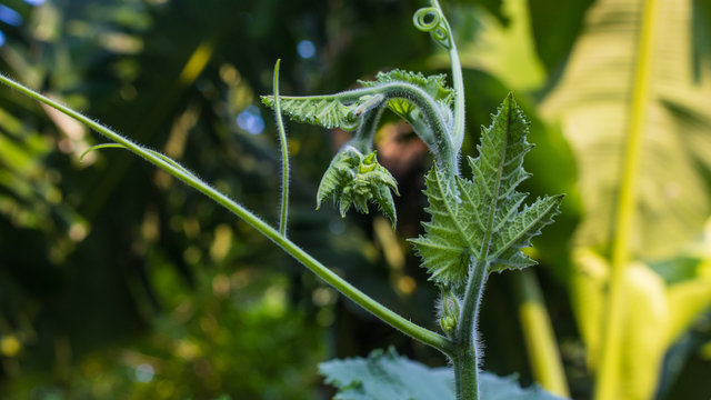 Calabash (Lagenaria siceraria), also known as bottle gourd, white-flowered gourd, long melon,