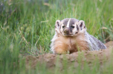 Badger young