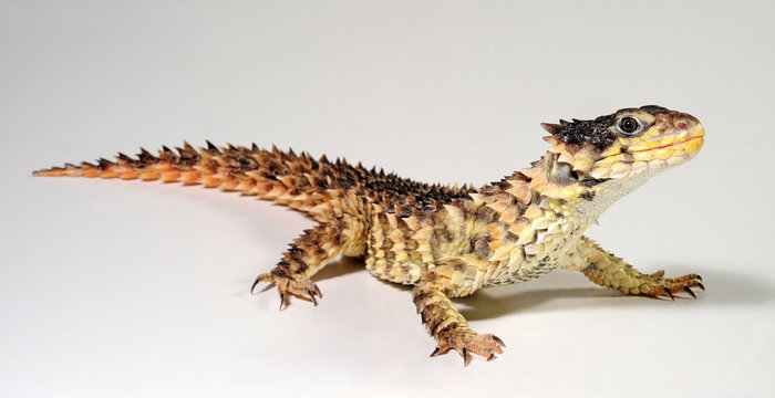 Giant girdled lizard / Riesen-G&uuml;rtelschweif (Smaug giganteus) / (Cordylus giganteus)