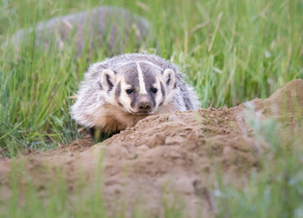 Badger young