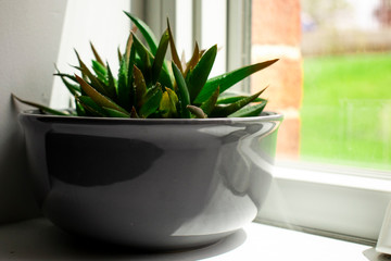 Small cactus plant in pot