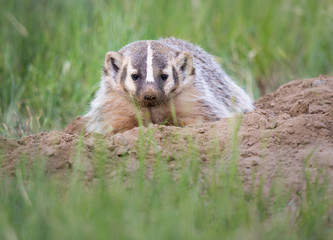 Badger young