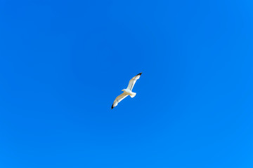 A view of a seagull high above the beach at Pendine Sands, Wales in the summertime