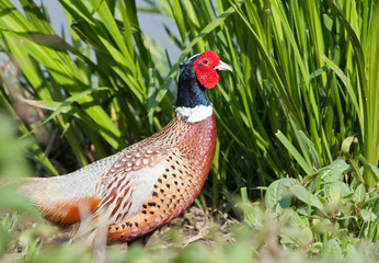 Pheasant - common pheasant - ring-necked pheasant - male (Phasianus colchicus)