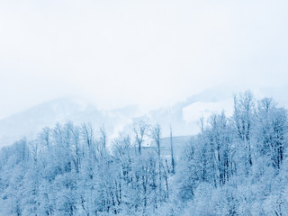 Fototapeta na wymiar Snow-covered trees against the backdrop of misty mountain peaks and white cloudy sky