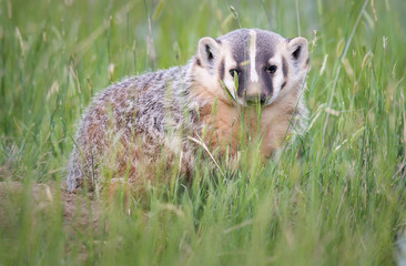 Badger young